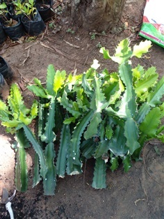 กิ่งกระบองเพชรตอสามเหลี่ยม Cactus  | Alungkarn - เมืองราชบุรี ราชบุรี