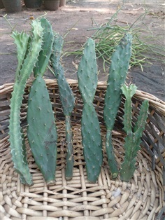 กิ่งกระบองเพชรใบเสมา กระบองเพชรมิคกี้เมาส์ Opuntia | Alungkarn - เมืองราชบุรี ราชบุรี