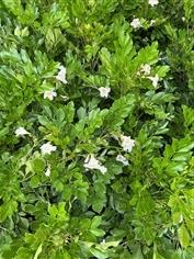 ปีบยูนาน Dwarf Tree Jasmine ไม้หอม 