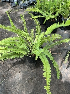 เฟิร์นสไบนาง sword fern