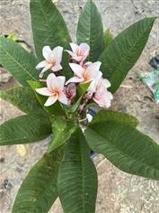  ลีลาวดี สีโอโรส รุ่งศิริโชค Plumeria