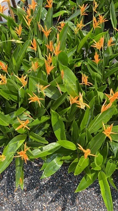 เฮลิโคเนีย ดอกส้ม Heliconia