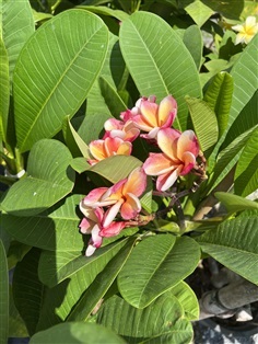 ลีลาวดี ส้มกาฬสินธุ์ plumeria