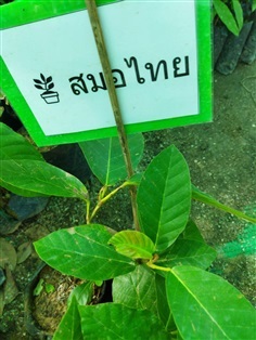 ต้นสมอไทย ผลไม้ป่าหายาก รสชาติเปรี้ยว ฝาด มีสรรพคุณทางยา