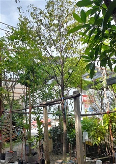 ต้นอินจัน