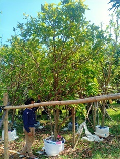 ต้นชมพู่ทับทิมจันทร์