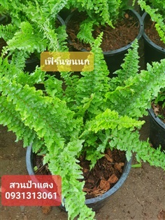 เฟิร์นขนนก สวนป้าแตงคลอง 15