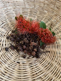 เมล็ด ต้นรักแรกพบ 20 เมล็ด Red golden penda | Alungkarn - เมืองราชบุรี ราชบุรี