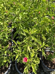 ชบาจิ๋ว ชบาลิลลี่ hibiscus hybrid กระถาง 11 นิ้ว