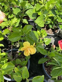  ชบา เหลือง hibiscus กระถาง 11 นิ้ว