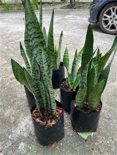 ลิ้นมังกร snake plant