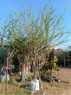 ต้นน้ำเต้า | ร้านขายต้นไม้ดงบังปราจีนราคาถูก - เมืองปราจีนบุรี ปราจีนบุรี