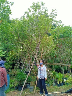 ต้นจิกน้ำ | ร้านขายต้นไม้ดงบังปราจีนราคาถูก - เมืองปราจีนบุรี ปราจีนบุรี