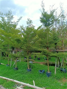 ต้นหูกระจง | ร้านขายต้นไม้ดงบังปราจีนราคาถูก - เมืองปราจีนบุรี ปราจีนบุรี