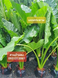 ต้นบอนกระดาษ สวสนป้าแตง | สวนป้าแตง คลอง 15 -  นครนายก