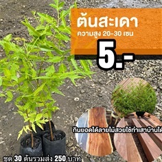 สะเดา สูง 20-30 เซน  | มนตรี สวนป่าไม้เศรษฐกิจ - โพธาราม ราชบุรี