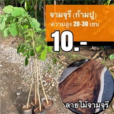 ต้นจามจุรี สูง 20-30 เซน