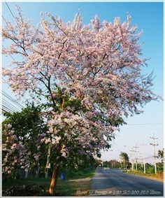 ต้นชมพูพันธุ์ทิพย์ สูง 20-30 เซน | มนตรี สวนป่าไม้เศรษฐกิจ - โพธาราม ราชบุรี