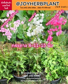 พวงชมพู พวงขาว edible flower ทุกขนาด ขายปลีก ขายส่งจำนวนมาก  | ร้านจอยต้นสมุนไพร - หนองแขม กรุงเทพมหานคร