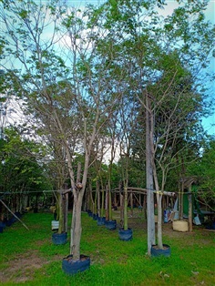 ต้นพยุง | ร้านขายต้นไม้ดงบังปราจีนราคาถูก - เมืองปราจีนบุรี ปราจีนบุรี