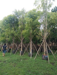 ต้นแคนา | ร้านขายต้นไม้ดงบังปราจีนราคาถูก - เมืองปราจีนบุรี ปราจีนบุรี