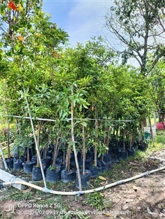 ต้นละมุด | ร้านขายต้นไม้ดงบังปราจีนราคาถูก - เมืองปราจีนบุรี ปราจีนบุรี