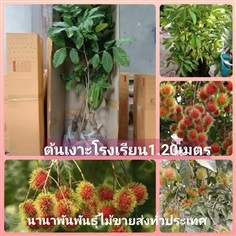 ต้นเงาะโรงเรียนนาสาร ติดตาขนาด1.20เมตร