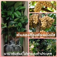 ต้นลองกองตันหยงมัส ต้นเสียบยอดสวยๆ