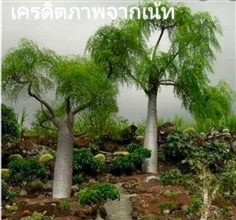 ต้นมะรุมยักษ์มาดาร์กัสก้า ขนาด100-120เซน