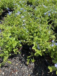 พยับหมอก cape leadwort