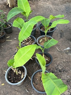 กล้วยแคระ Dwarf Cavendish banana