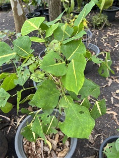 ทองหลาง ปาริชาติ Erythrina variegata