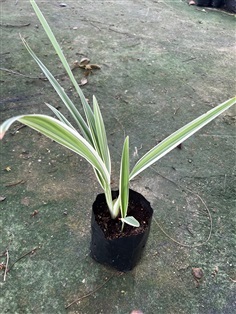 เศรษฐีเรือนนอก Spider Plant