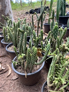 กระบองเพชร หยกเขียว Cactus