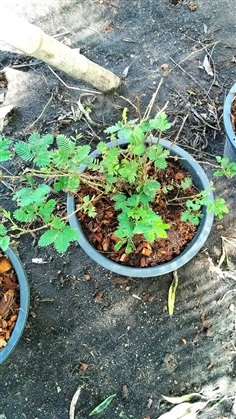 ไมยราบ Mimosa Pudica กระทืบยอบ