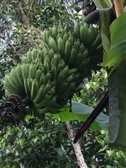 กล้วยนำ้นม พันธุ์กล้วยนำ้นม ส่งเก็บเงินปลายทาง