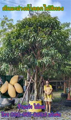 ต้นมะม่วงน้ำดอกไม้สีทอง สูง 5 เมตร | เก่ง ไม้ผล ตลาดต้นไม้ดงบัง ปราจีนบุรี - เมืองปราจีนบุรี ปราจีนบุรี