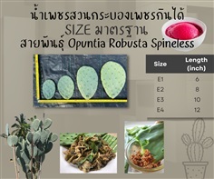 E1-4 มะรุ่ง กระบองเพชรกินได้สายพันธุ์ โอ.โรบัสต้าสไปน์เลส