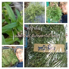 หญ้าลิ้นงู ขายเมล็ดพันธ์/ต้นกล้า/ต้นสด/ต้นตากแห้ง