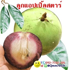 ต้นหมากน้ำนมสตาร์แอปเปิ้ลเพาะเม็ดส่งฟรี | dgarden -  ชลบุรี