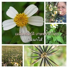 ปีนนกใส้  ขายเมล็ดพันธ์/ต้นกล้า/ทั้งต้นสดตากแห้ง