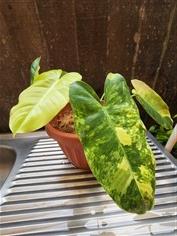 Philodendron Burle Marx Variegated? ฟิโลเดนดรอนเบอร์มาร์ค? | นกฮูก การ์เด้น - ประเวศ กรุงเทพมหานคร