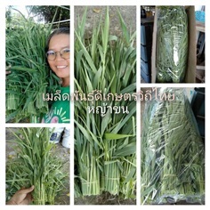 หญ้าขน ตัดยอดอ่อนขาย3กก100บาทสำหรับหนูแฮมเตอร์