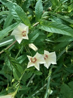 พระสราณี จิงจ้อร่างแห Xenostegia tridentata (L.)