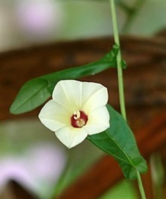 พระสราณี จิงจ้อร่างแห Xenostegia tridentata (L.)