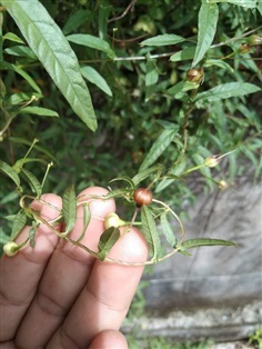 พระสราณี จิงจ้อร่างแห Xenostegia tridentata (L.)