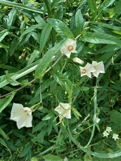 พระสราณี จิงจ้อร่างแห Xenostegia tridentata (L.)