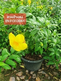 ต้นบานบุรี