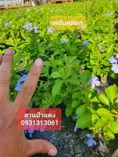 	 ต้นพยับหมอก 