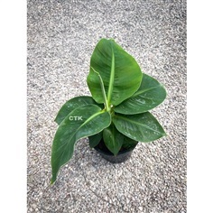 กล้วยหอมแคระ ไม้ประดับ มีลูกกินได้(Musa ‘Hom Khae’ ) 